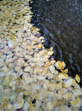 水面的落叶