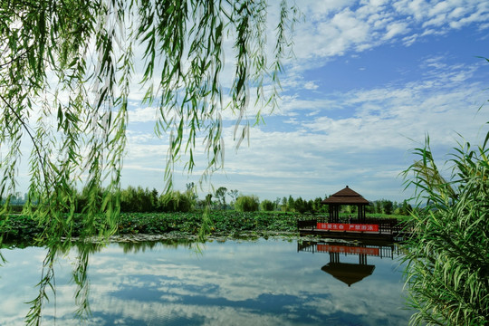 湿地风景