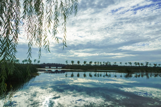 湿地风景