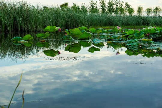 湿地风景