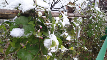 积雪的花墙篱笆 花墙 篱笆