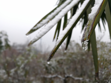 雪中的树叶 积雪的树叶 棕榈树