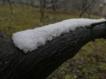 积雪的树杈 积雪 树干 树杈