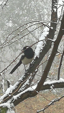 雪中枝头的喜鹊 雪中的喜鹊