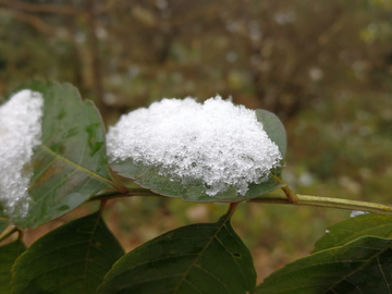 雪中的树叶 积雪的树叶 树叶