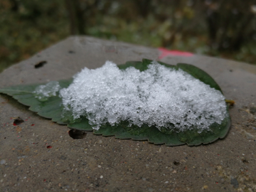 雪中的树叶 积雪的树叶 树叶