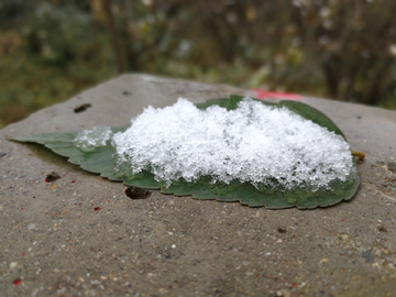 积雪的树叶 积雪 树叶 雪花