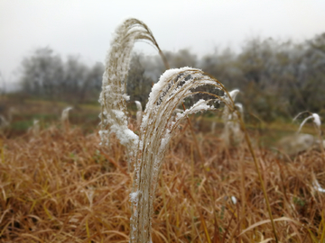 雪中的芦苇 积雪的芦苇 芦苇