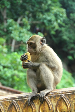 猕猴 猴子 猴子吃东西