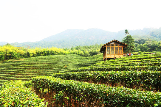 高山茶园风光