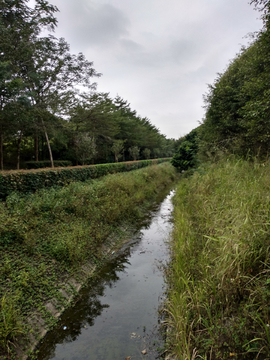 绿草水沟