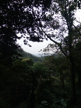 树林风景