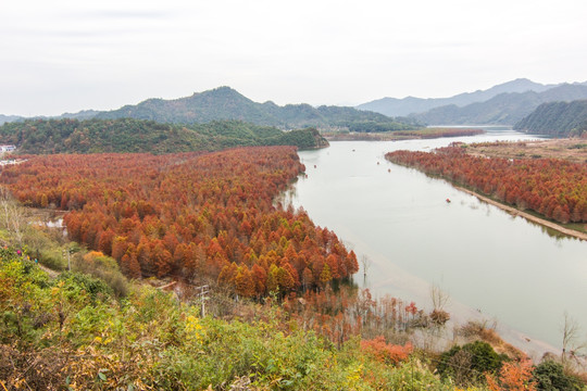 宁国方塘 红杉林 全景