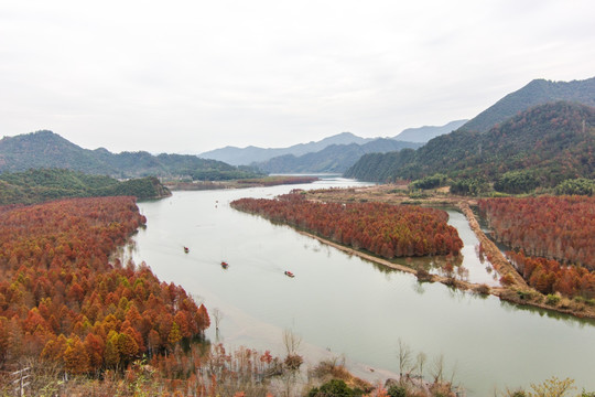 方塘红杉林 宁国红