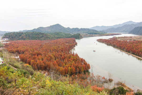 寧國方塘 紅杉林 全景