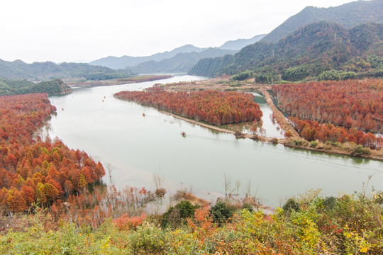 方塘红杉林 宁国红