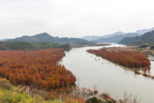 方塘红杉林 宁国红