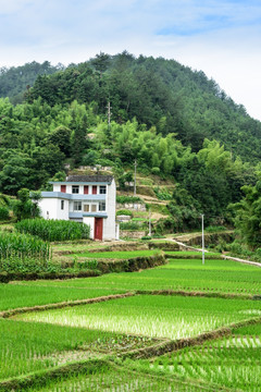 太极湖村景观