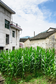 太极湖村景观