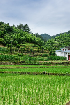 太极湖村景观