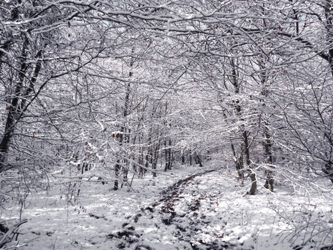 雪地森林景色