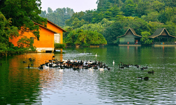 长隆动物园 野生动物 旅游