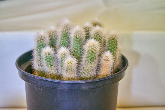 仙人球 多肉植物 高清大图