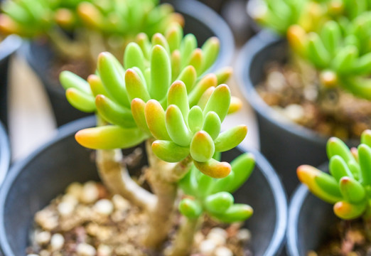 多肉植物 高清大图