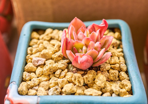 多肉植物 高清大图