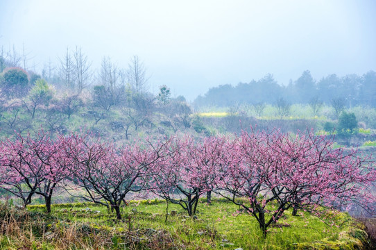 山村春色