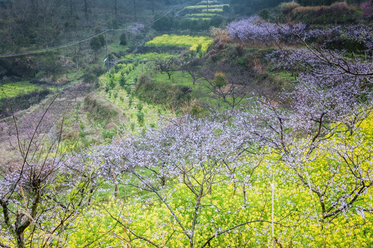 山村春色