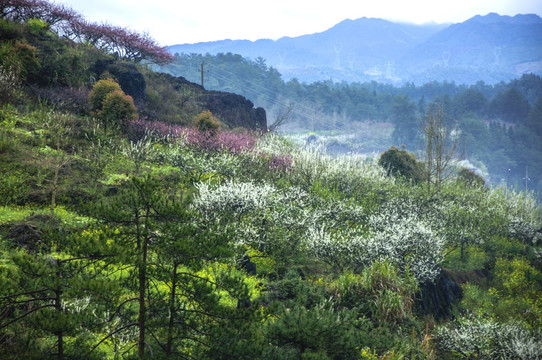 山村早春