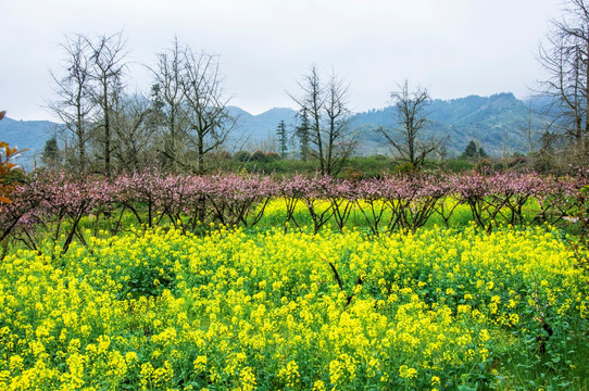 春色田野