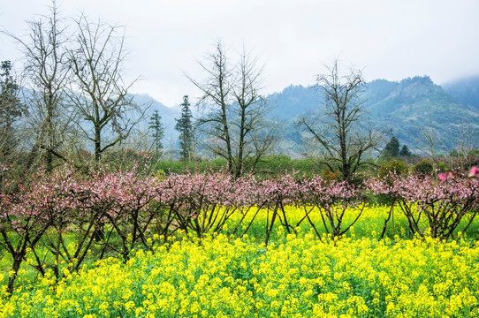 春色田野