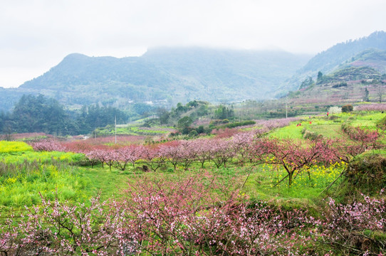 春色田野