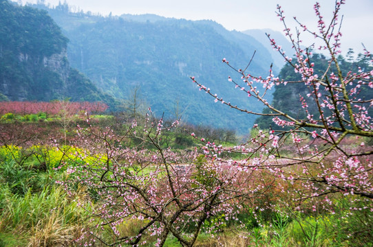 春色田野