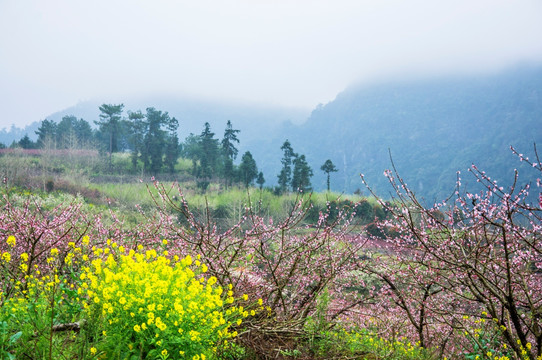 春色田野