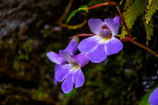 蚂蟥七花