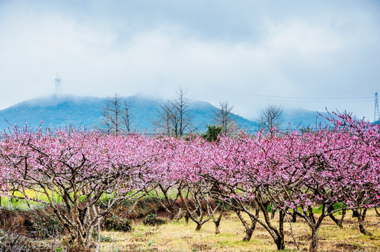 春色田野