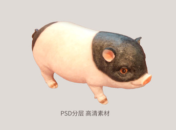 小豬可愛小豬