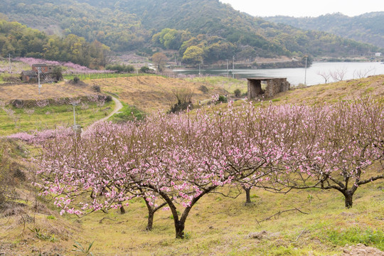 梅花