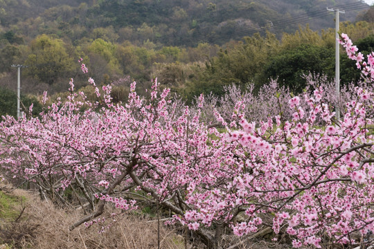 梅花