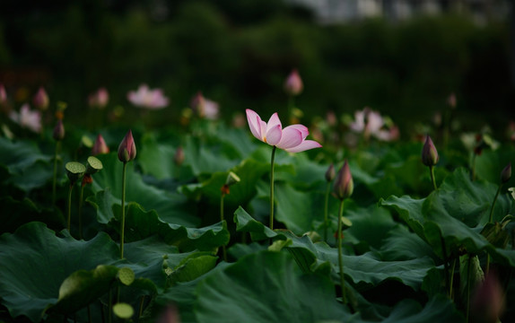 玉林风景