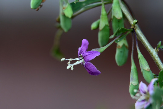 紫色小花吐蕊