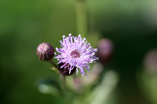 紫色小花