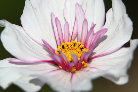 白色花朵紫色花蕊