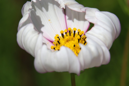 白色花朵黄色花蕊