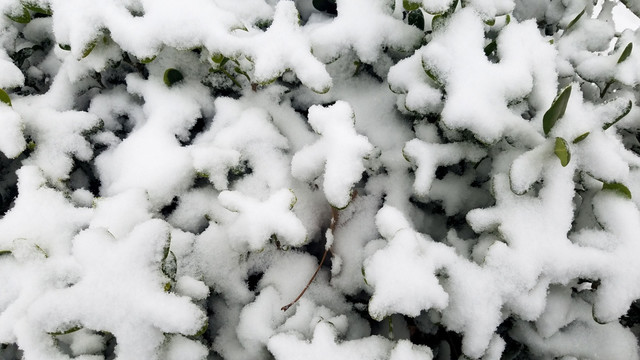 落雪树叶肌理