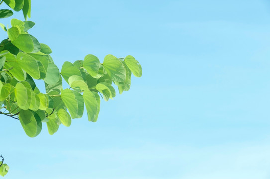 紫荆花树绿叶