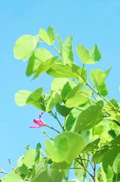 紫荊花樹綠葉